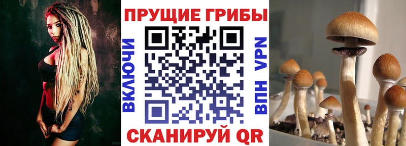 Галлюциногенные грибы MAGIC MUSHROOMS  купить наркоту  Отрадный 